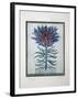 Arboretum - Ramage-Tighe O'Donoghue-Framed Collectable Print