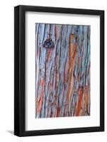 Arboris-Doug Chinnery-Framed Photographic Print