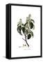 Arbutus Andrachne, Flora Graeca-Ferdinand Bauer-Framed Stretched Canvas