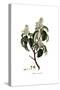 Arbutus Andrachne, Flora Graeca-Ferdinand Bauer-Stretched Canvas