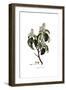 Arbutus Andrachne, Flora Graeca-Ferdinand Bauer-Framed Giclee Print