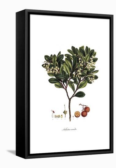 Arbutus Unedo, Flora Graeca-Ferdinand Bauer-Framed Stretched Canvas