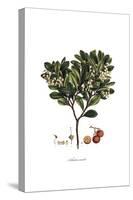 Arbutus Unedo, Flora Graeca-Ferdinand Bauer-Stretched Canvas