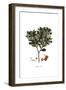 Arbutus Unedo, Flora Graeca-Ferdinand Bauer-Framed Giclee Print