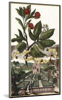 Arbutus-Johann Christoph Volkamer-Mounted Art Print