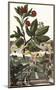 Arbutus-Johann Christoph Volkamer-Mounted Art Print