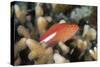 Arc-Eye Hawkfish (Paracirrhites Arcatus), Matangi Island, Vanua Levu, Fiji, Pacific-Louise Murray-Stretched Canvas