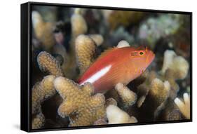 Arc-Eye Hawkfish (Paracirrhites Arcatus), Matangi Island, Vanua Levu, Fiji, Pacific-Louise Murray-Framed Stretched Canvas