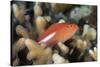 Arc-Eye Hawkfish (Paracirrhites Arcatus), Matangi Island, Vanua Levu, Fiji, Pacific-Louise Murray-Stretched Canvas