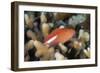 Arc-Eye Hawkfish (Paracirrhites Arcatus), Matangi Island, Vanua Levu, Fiji, Pacific-Louise Murray-Framed Photographic Print