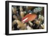 Arc-Eye Hawkfish (Paracirrhites Arcatus), Matangi Island, Vanua Levu, Fiji, Pacific-Louise Murray-Framed Photographic Print