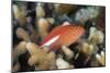 Arc-Eye Hawkfish (Paracirrhites Arcatus), Matangi Island, Vanua Levu, Fiji, Pacific-Louise Murray-Mounted Photographic Print