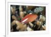 Arc-Eye Hawkfish (Paracirrhites Arcatus), Matangi Island, Vanua Levu, Fiji, Pacific-Louise Murray-Framed Photographic Print