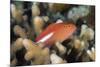 Arc-Eye Hawkfish (Paracirrhites Arcatus), Matangi Island, Vanua Levu, Fiji, Pacific-Louise Murray-Mounted Photographic Print