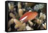 Arc-Eye Hawkfish (Paracirrhites Arcatus), Matangi Island, Vanua Levu, Fiji, Pacific-Louise Murray-Framed Stretched Canvas