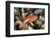 Arc-Eye Hawkfish (Paracirrhites Arcatus), Matangi Island, Vanua Levu, Fiji, Pacific-Louise Murray-Framed Photographic Print