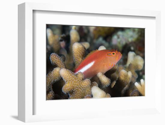 Arc-Eye Hawkfish (Paracirrhites Arcatus), Matangi Island, Vanua Levu, Fiji, Pacific-Louise Murray-Framed Photographic Print