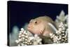 Arc-eye Hawkfish-Georgette Douwma-Stretched Canvas