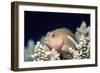 Arc-eye Hawkfish-Georgette Douwma-Framed Photographic Print