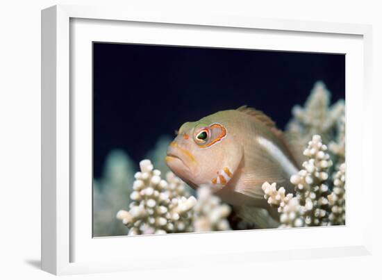 Arc-eye Hawkfish-Georgette Douwma-Framed Photographic Print