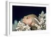 Arc-eye Hawkfish-Georgette Douwma-Framed Photographic Print