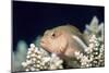 Arc-eye Hawkfish-Georgette Douwma-Mounted Photographic Print