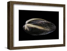 Arca Navicularis-Paul Starosta-Framed Photographic Print