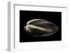 Arca Navicularis-Paul Starosta-Framed Photographic Print
