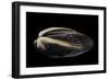 Arca Navicularis-Paul Starosta-Framed Photographic Print