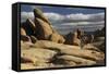 Arch Rock Trail, Joshua Tree National Park, California, USA-Michel Hersen-Framed Stretched Canvas