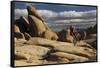 Arch Rock Trail, Joshua Tree National Park, California, USA-Michel Hersen-Framed Stretched Canvas