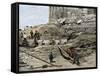 Archaeologists Excavating Ancient Ruins on the Acropolis, Athens, 1890s-null-Framed Stretched Canvas