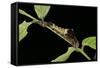 Archaeoprepona Demophon (One-Spotted Prepona, Banded King Shoemaker) - Caterpillar-Paul Starosta-Framed Stretched Canvas