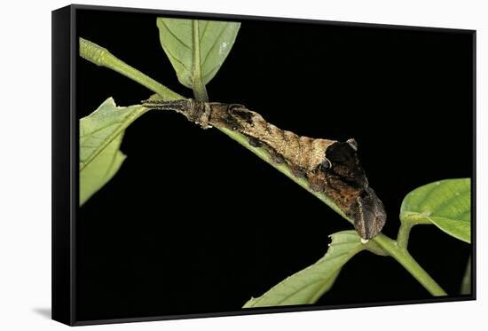 Archaeoprepona Demophon (One-Spotted Prepona, Banded King Shoemaker) - Caterpillar-Paul Starosta-Framed Stretched Canvas