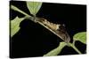 Archaeoprepona Demophon (One-Spotted Prepona, Banded King Shoemaker) - Caterpillar-Paul Starosta-Stretched Canvas