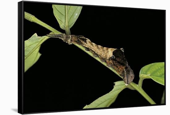 Archaeoprepona Demophon (One-Spotted Prepona, Banded King Shoemaker) - Caterpillar-Paul Starosta-Framed Stretched Canvas