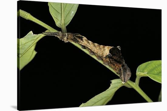 Archaeoprepona Demophon (One-Spotted Prepona, Banded King Shoemaker) - Caterpillar-Paul Starosta-Stretched Canvas