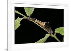 Archaeoprepona Demophon (One-Spotted Prepona, Banded King Shoemaker) - Caterpillar-Paul Starosta-Framed Photographic Print