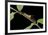 Archaeoprepona Demophon (One-Spotted Prepona, Banded King Shoemaker) - Caterpillar-Paul Starosta-Framed Photographic Print