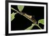 Archaeoprepona Demophon (One-Spotted Prepona, Banded King Shoemaker) - Caterpillar-Paul Starosta-Framed Photographic Print