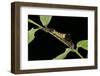 Archaeoprepona Demophon (One-Spotted Prepona, Banded King Shoemaker) - Caterpillar-Paul Starosta-Framed Photographic Print