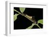 Archaeoprepona Demophon (One-Spotted Prepona, Banded King Shoemaker) - Caterpillar-Paul Starosta-Framed Photographic Print