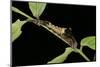 Archaeoprepona Demophon (One-Spotted Prepona, Banded King Shoemaker) - Caterpillar-Paul Starosta-Mounted Photographic Print