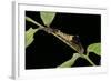 Archaeoprepona Demophon (One-Spotted Prepona, Banded King Shoemaker) - Caterpillar-Paul Starosta-Framed Photographic Print