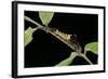 Archaeoprepona Demophon (One-Spotted Prepona, Banded King Shoemaker) - Caterpillar-Paul Starosta-Framed Photographic Print