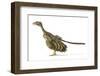 Archaeopteryx Dinosaur, Artwork-null-Framed Photographic Print