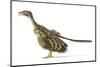 Archaeopteryx Dinosaur, Artwork-null-Mounted Photographic Print