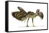 Archaeopteryx Dinosaur, Artwork-null-Framed Stretched Canvas