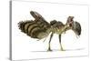Archaeopteryx Dinosaur, Artwork-null-Stretched Canvas