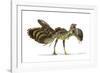 Archaeopteryx Dinosaur, Artwork-null-Framed Photographic Print